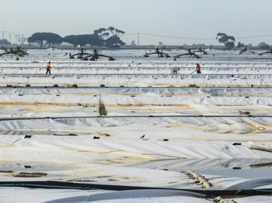 The anaerobic lagoon at the Western Treatment Plant